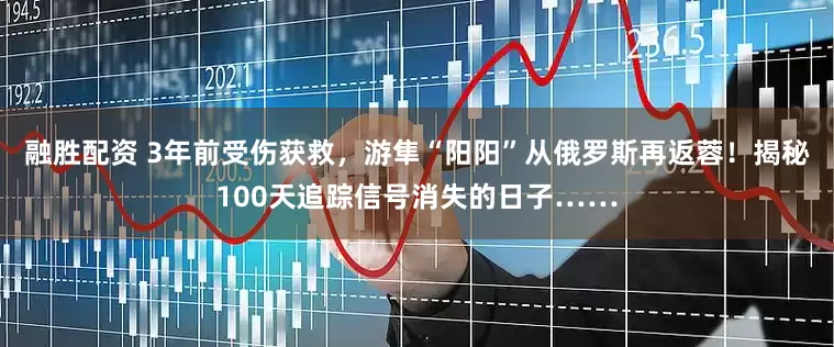 融胜配资 3年前受伤获救，游隼“阳阳”从俄罗斯再返蓉！揭秘100天追踪信号消失的日子……